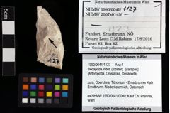 Foto (Objket + Etiketten) von Decapoda indet. (lobster) 